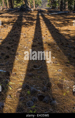 Long shadows of tall Ponderosa Pines along the Cinder Cone Nature Trail in Lassen Volcanic National Park, California, USA Stock Photo