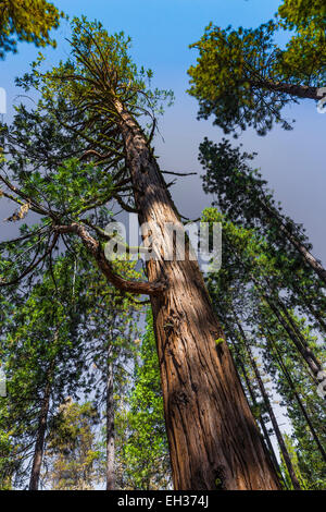 Incense-Cedar, Calocedrus decurrens, aka Libocedrus decurrens, trunk in Lassen National Forest, California, USA Stock Photo