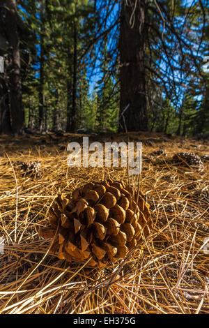 Ponderosa Pine, Pinus ponderosa, cone and fallen needles in Lassen Volcanic National Park, California, USA Stock Photo