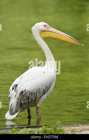 Close-up of Great White Pelican (Pelecanus onocrotalus) in Lake in Summer, Bavaria, Germany Stock Photo