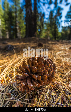 Ponderosa Pine, Pinus ponderosa, cone and fallen needles in Lassen Volcanic National Park, California, USA Stock Photo