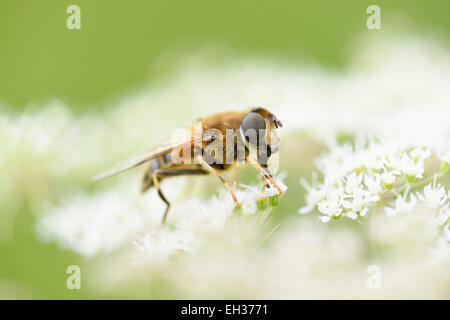 Close-up of a marmalade hoverfly (Episyrphus balteatus) on a blossom in summer, Upper Palatinate, Stock Photo