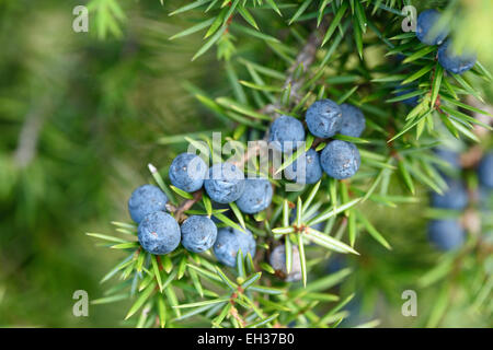 Close-up of common juniper (juniperus communis) fruits in late summer, Upper Palatinate, Bavaria, Germany Stock Photo