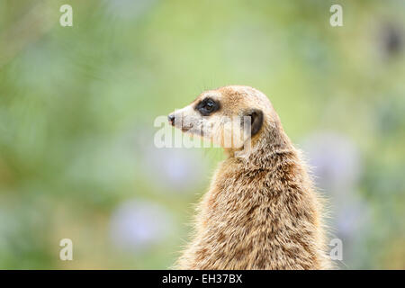 Close-up of meerkat or suricate (Suricata suricatta) in summer, Bavaria, Germany Stock Photo
