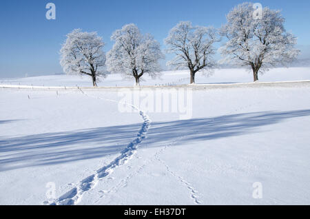 footsteps in the snow leading to a small road lined with trees covered with hoar frost Stock Photo