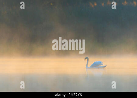 Mute Swan (Cygnus olor) on Misty Lake in Morning Light, Saxony, Germany
