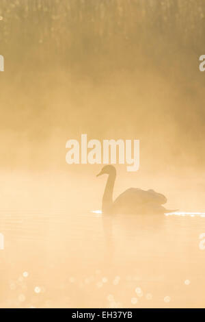 Mute Swan (Cygnus olor) on Misty Lake, Saxony, Germany