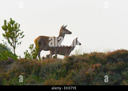 Red Deer Hind with Calf (Cervus elaphus) in Autumn, Schleswig-Holstein, Germany Stock Photo
