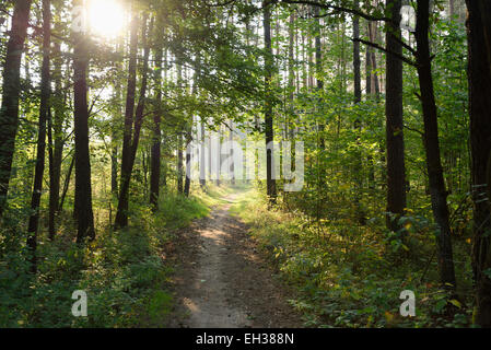 Landscape of a little trail going through the forest in late summer, Upper Palatinate, Bavaria, Germany Stock Photo