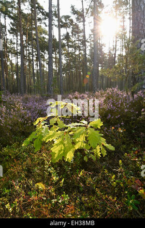 English Oak (Quercus pedunculata) Sapling and Common Heather (Calluna vulgaris) in Scots Pine Forest, Bavaria, Germany Stock Photo