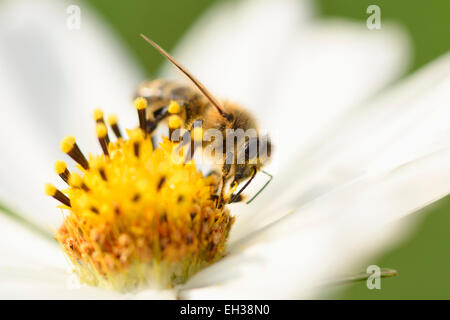 Close-up of European Honey Bee (Apis mellifera) on Garden Cosmos (Cosmos bipinnatus) Blossom, Upper Palatinate, Bavaria, Germany Stock Photo