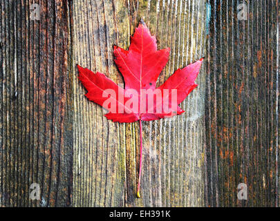 View of bright red maple leaf on old wooden background, Canada Stock Photo