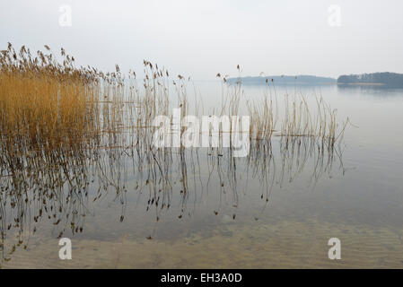 Reeds in water, Lake Scherwin, Schwerin, Western Pomerania, Mecklenburg-Vorpommern, Germany Stock Photo