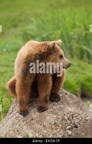 European Brown Bear (Ursus arctos arctos) Sitting on Rock, Germany Stock Photo
