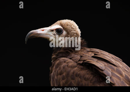 Portrait of Hooded Vulture (Necrosyrtes monachus), Studio Shot Stock Photo