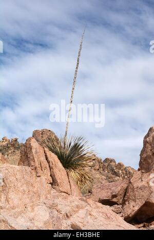 Soaptree Yucca Southwest USA Stock Photo