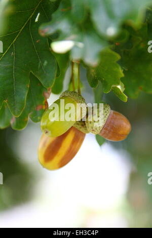 Acorns - English Oak Quercus robur on the tree with leaves in the background Stock Photo