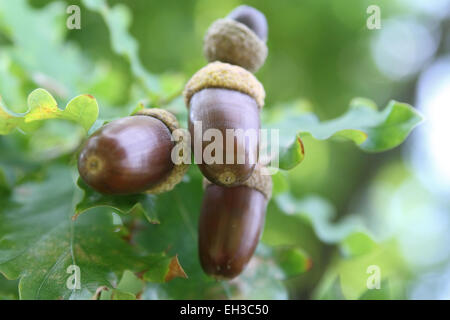 Acorns - English Oak Quercus robur on the tree with leafs in the background Stock Photo