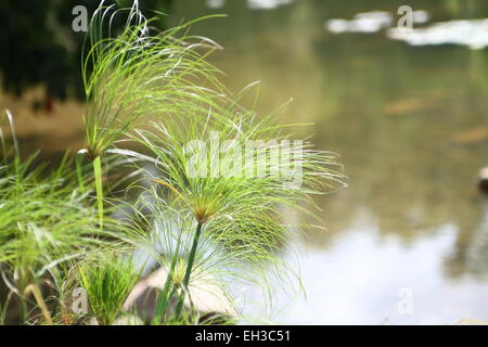 Cyperus or known as Umbrella Grass Stock Photo
