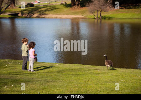 Two three year-olds feeding the geese at a pond, Petaluma, California, USA Stock Photo