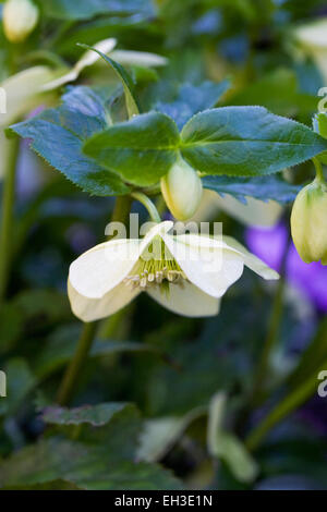 Pale yellow hellebore flowering in a woodland garden. Stock Photo