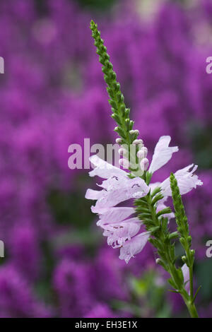 Physostegia virginiana flower. Stock Photo