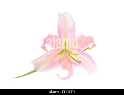 Pink Lily Isolated on White Background Stock Photo