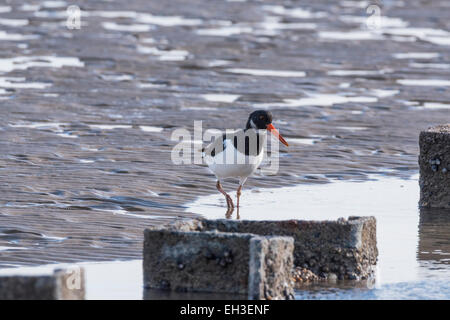 A juvenile Oystercatcher on the beach at Littlehampton, West Sussex at low tide on an early spring day Stock Photo