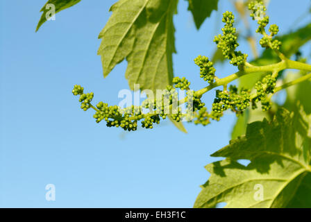 Cluster of grape buds on vine in spring, shortly before flowering Stock Photo