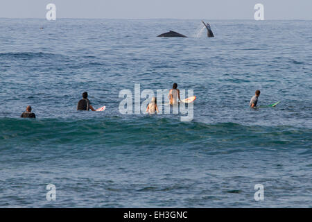 Surfers and Humpback whales (Megaptera novaeangliae) at Ho'okipa Beach Park, Hawaii Stock Photo
