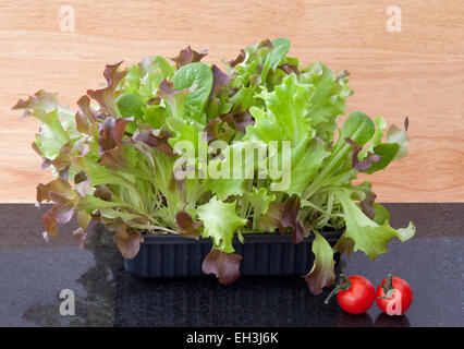 Baby salad leaves growing in a box, for a "cut and come again" supply. Stock Photo