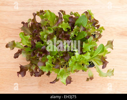 Baby salad leaves growing in a box from above on a pale wood windowsill, for a  "cut and come again" supply. Stock Photo