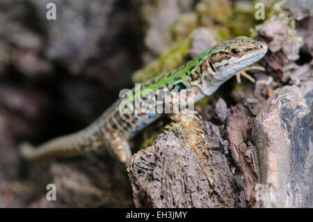 Italian Wall Lizard (Podarcis siculus), Tuscany, Italy Stock Photo