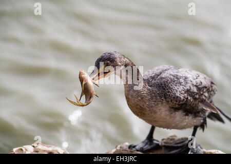 Long-tailed Cormorant (Microcarbo africanus) with captured small catfish, Djoudj National Park, Senegal Stock Photo