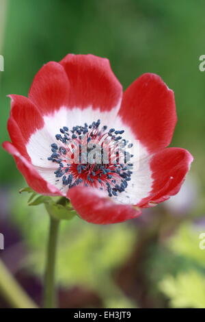 Red anemone coronaria Stock Photo - Alamy