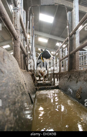 Holstein Friesian cows being prepared for milking on a dairy farm in Kent in the United Kingdom Stock Photo