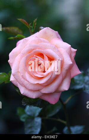 Close up of Peach coloured Rose against green background