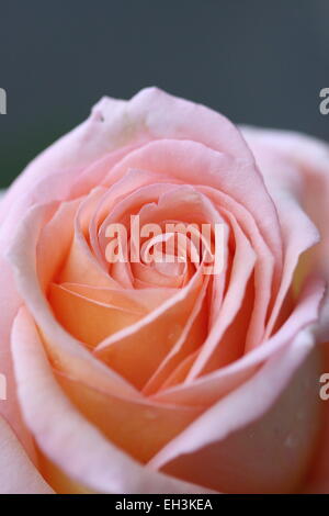 Close up of Peach coloured Rose