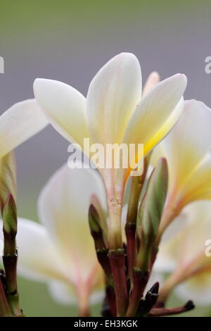 White Frangipani or known as Plumeria buds Stock Photo