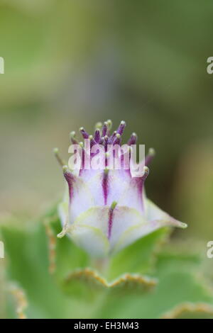 Dogbane Plectranthus caninus, Colues canina flower bud Stock Photo