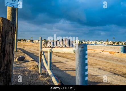 A group of pigeons resting on metal railings. San Diego, California, United States. Stock Photo