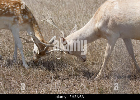 Fallow Deer, two bucks engaged in fight.