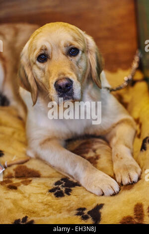 A Labrador Retriever at the Crufts Dog Show 2015 hosted by the NEC, Birmingham on 05 March 2015. The world's largest dog show will be held from 05 to 08 March. Photo: Daniel Graves/dpa Stock Photo