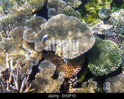 Agaricia coral on a coral reef in the Maldives with Oval or Melon Butterflyfish Stock Photo