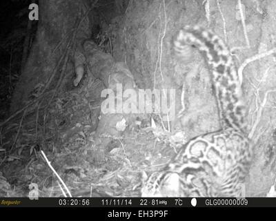 Kunming. 6th Mar, 2015. A Marbled Cat (Pardofelis Marmorata) is seen through infrared camera in Gaoligong Mountain National Nature Reserve, southwest China's Yunnan Province, in this photo taken on November 11, 2014 and released on March 6, 2015. The Gaoligong Mountain National Nature Reserve and Kadoorie Conservation China in Hong Kong on Friday jointly released this photo, which is the first image data of Marbled Cat captured in the wildness in Yunnan. © Xinhua/Alamy Live News Stock Photo