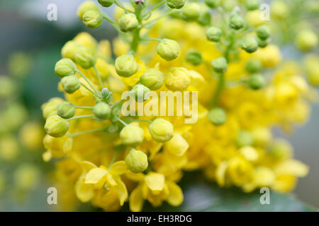 Beautiful Yellow Oregan Grape Blooms Native to W.N.America Jane Ann Butler Photography JABP756 Stock Photo