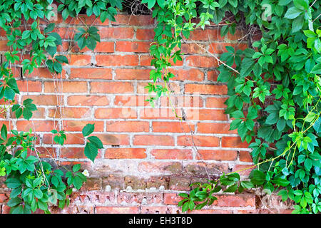 brick wall overgrown with ivy in the background Stock Photo