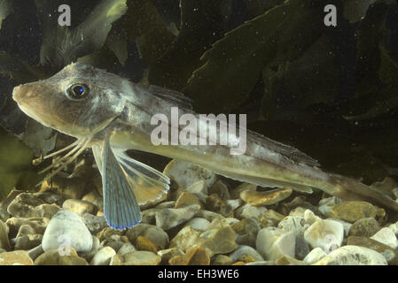 Grey Gurnard - Eutrigla gurnardus Stock Photo