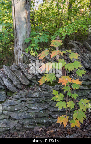 Colorful fall trees beside a stone fence in the Bluegrass area of Kentucky USA Stock Photo