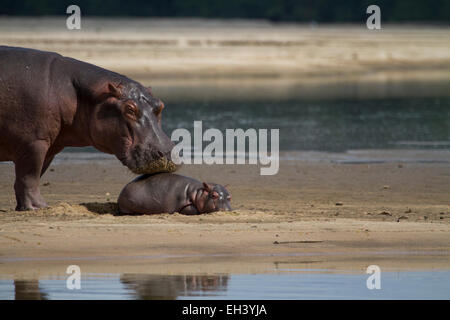 The common hippopotamus (Hippopotamus amphibius) Stock Photo